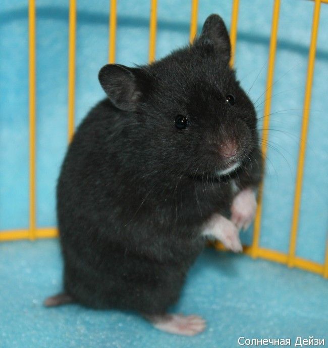 Хом’ячок у добрі руки