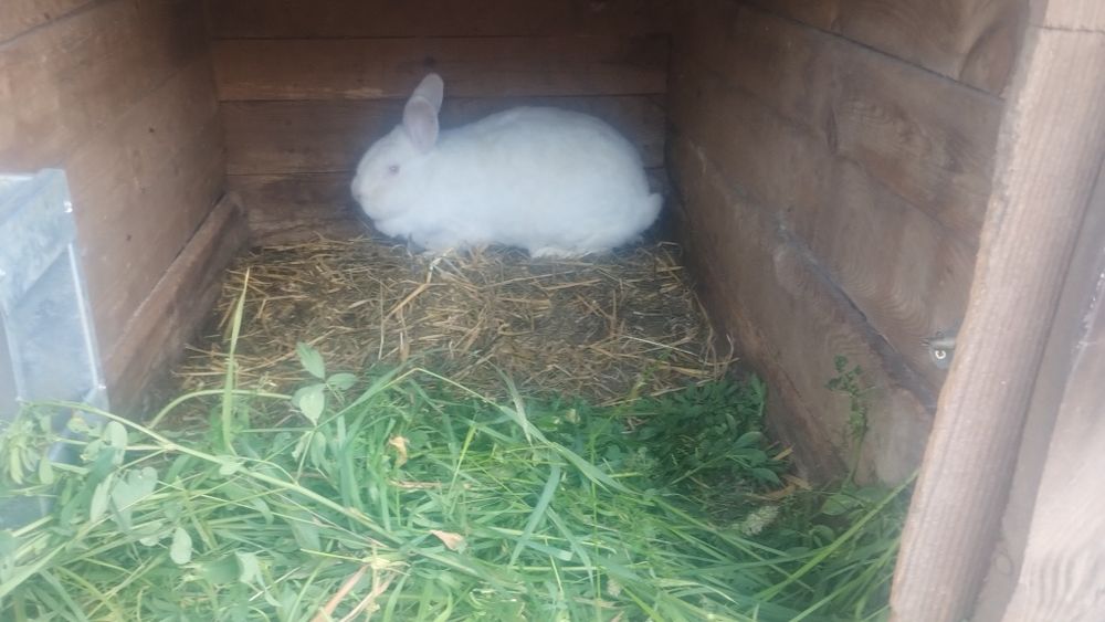 Sprzedam samice kotne