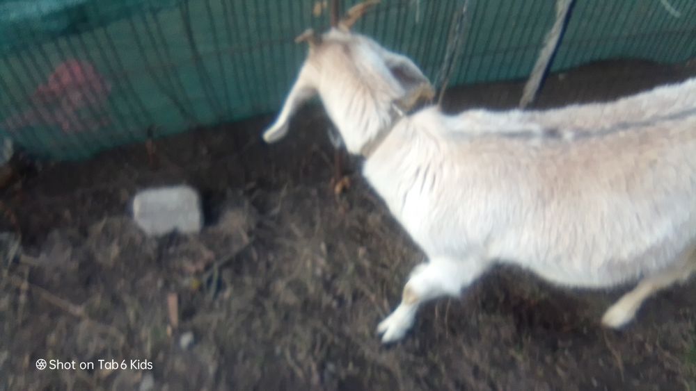 Продам 2 козы нубийскую и альпийскую