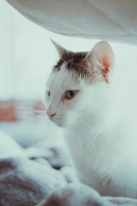 Cheetoska wyjątkowa koteczka