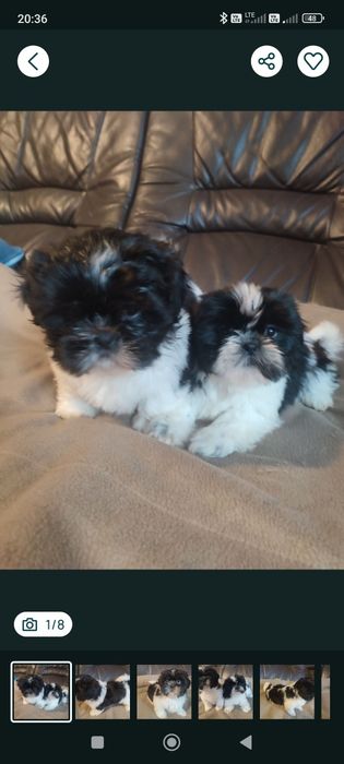 Shihtzu czarno bialy piesek