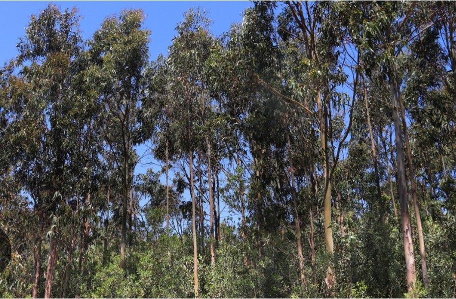 Bouça - terreno florestal em Areosa