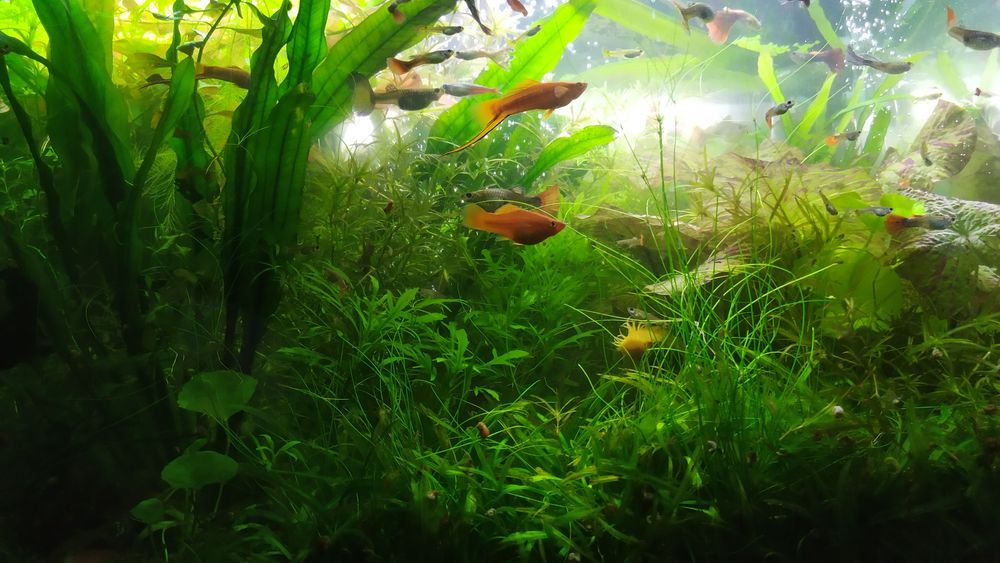 Rośliny Akwariowe z przycinki, nadmiary z moich akwariów.