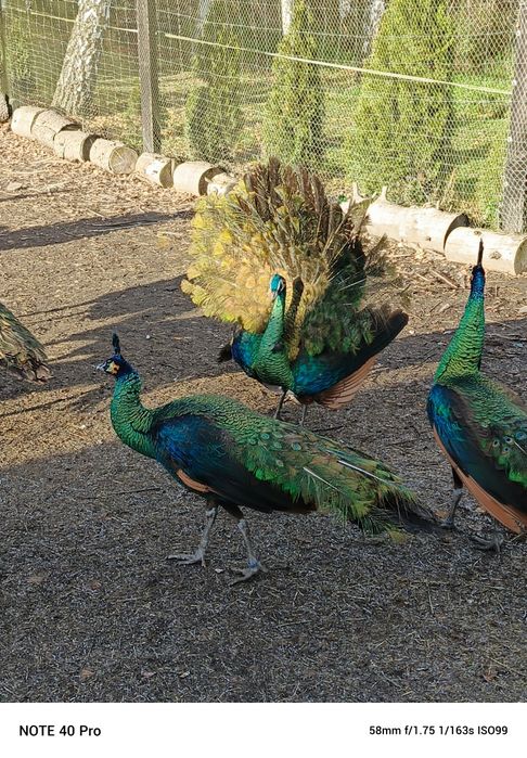 Pawie 2024 szmaragdowe