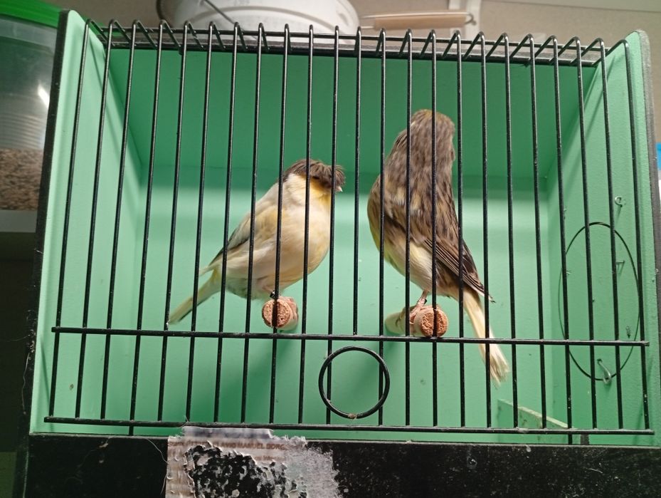 Canários gloster 2025