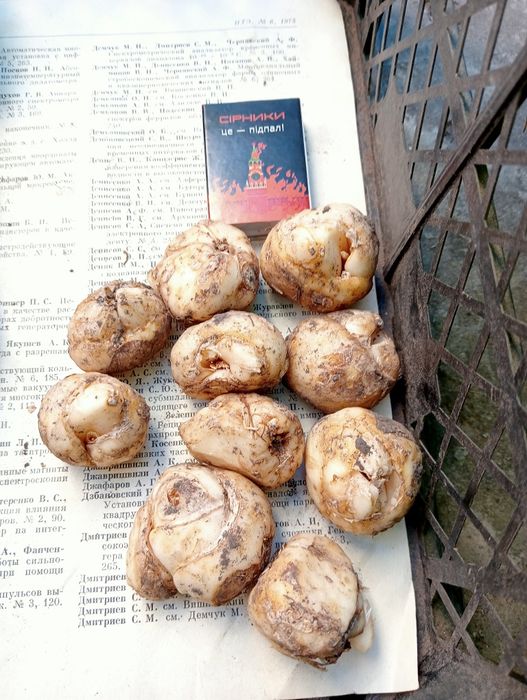 Царська корона. Лілія вонючка