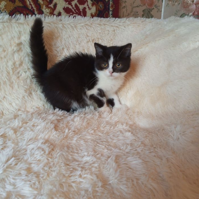 Котик шотладський(скотіш страйт)