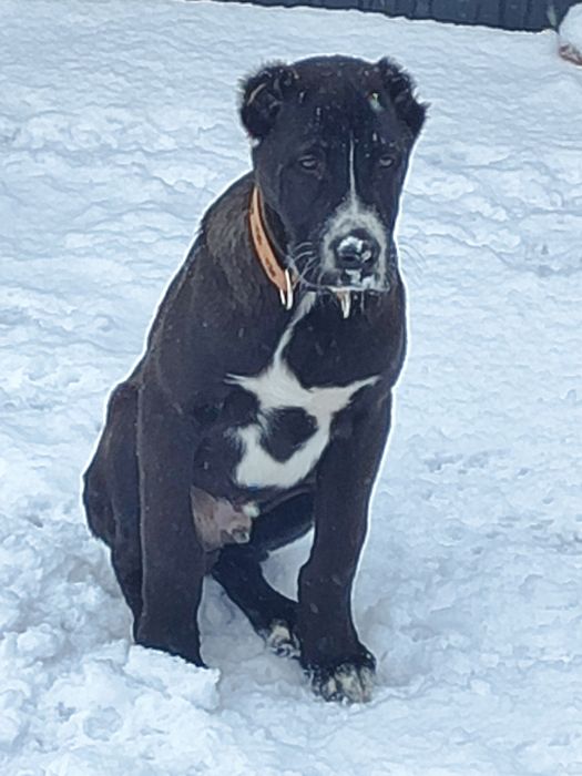 Продам щенков САО (Алабай)