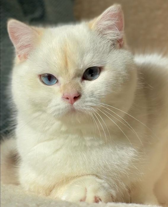Золотий британський котик! Bri ny 12 33