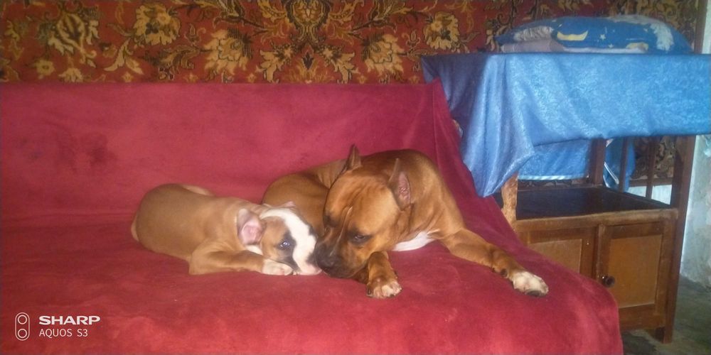 Амстафф для вязки