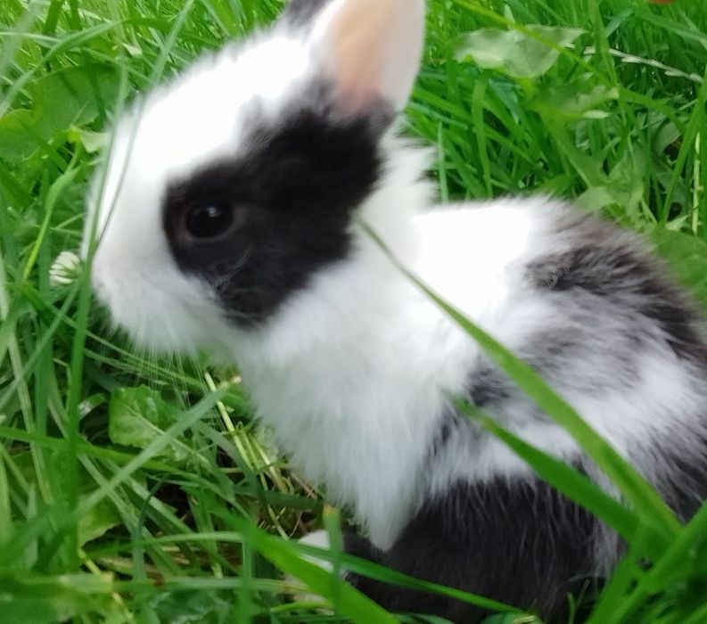 Продам декоративних кроленят