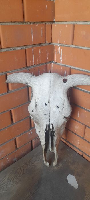 Череп бика з рогами.