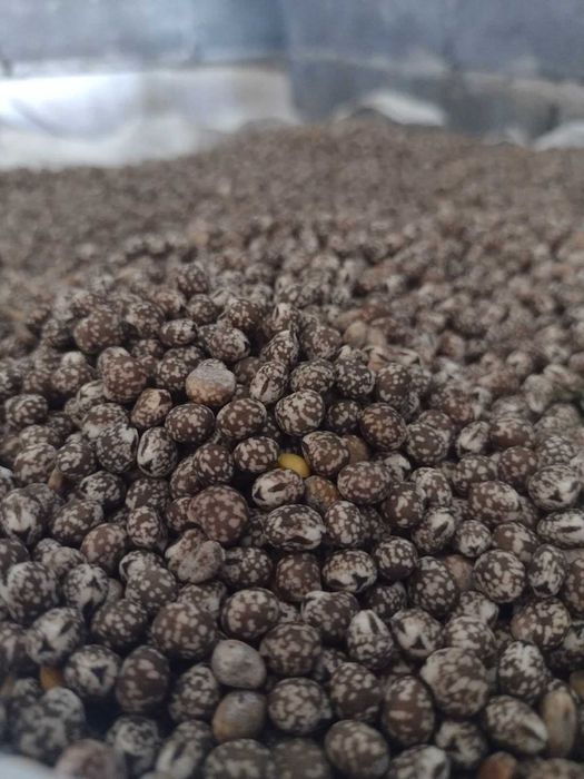 Łubin gorzki Karo 2025