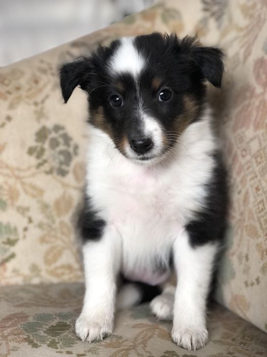 Ayla tricolorowa suczka sheltie po rodzicach pracujących na farmie. Owczarek szetlandzki z Warmii