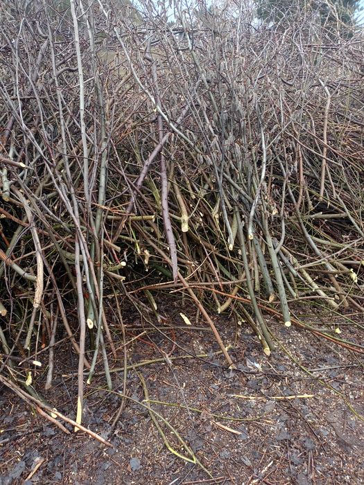 Oddam za darmo na opał