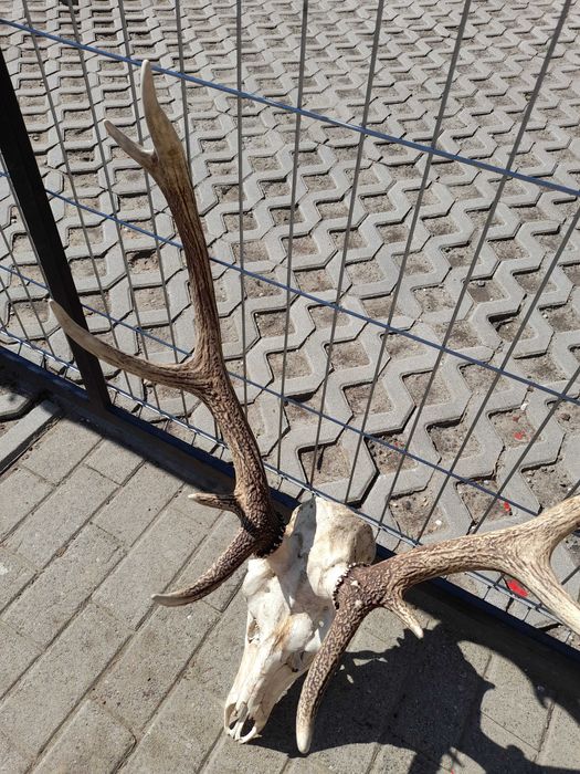 Poroże Jelenia sprzedam