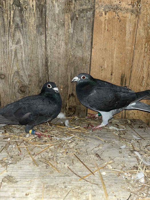 Sprzedam gołębie pocztowe