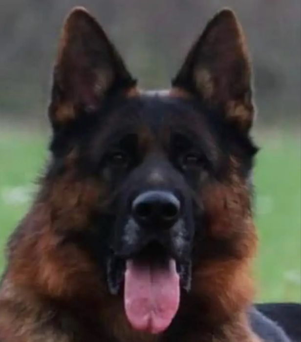 Owczarek niemiecki krótkowłosy ZKwP ( FCI)