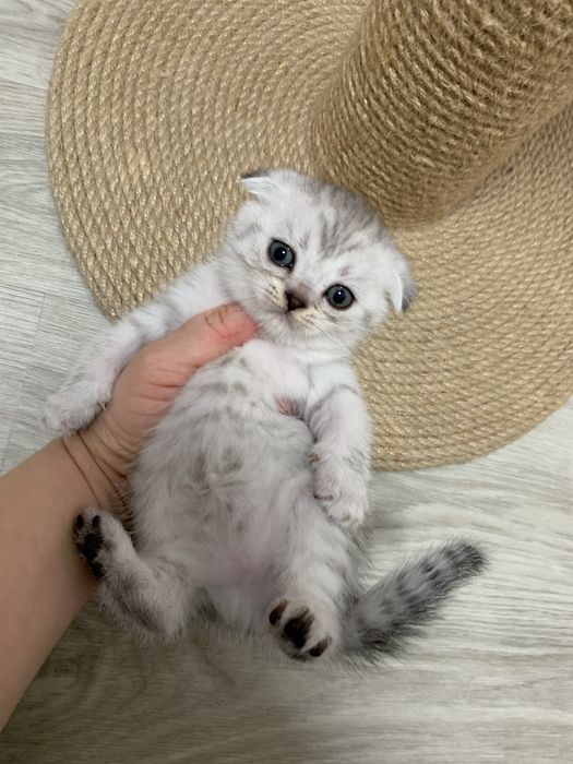 Висловухі шотландські кошенята , скоттіш фолд