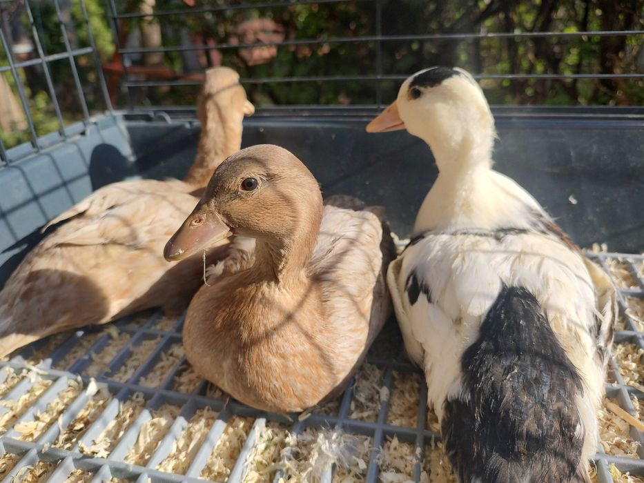 Kaczuszki  miniaturowe call duck.