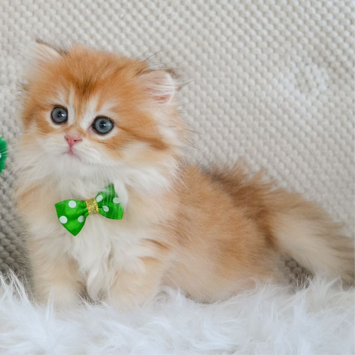 Золотой милашик