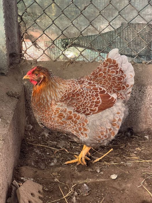 Ovos wyandotte vende se