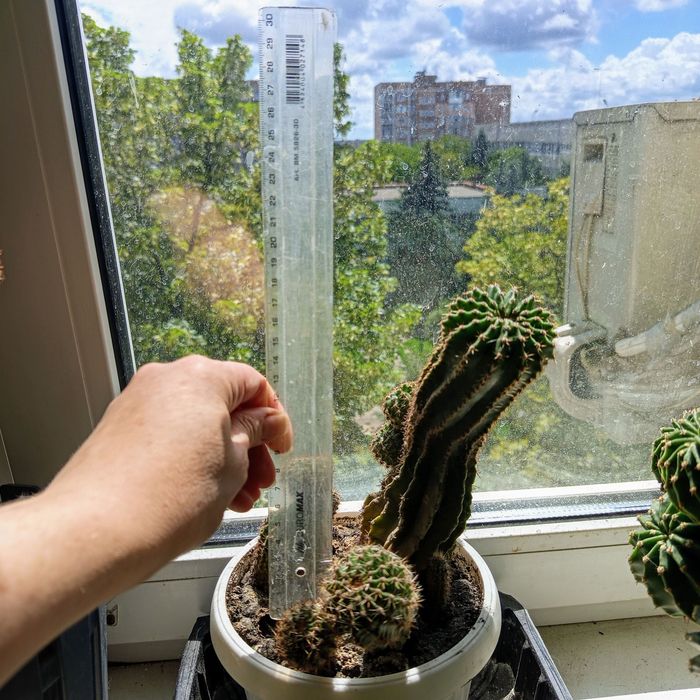 Продам кактуси Ехінопсіс трубкоквітковий (Echinopsis tubiflora).