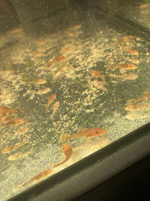 Zbrojnik red / glonojad czerwony