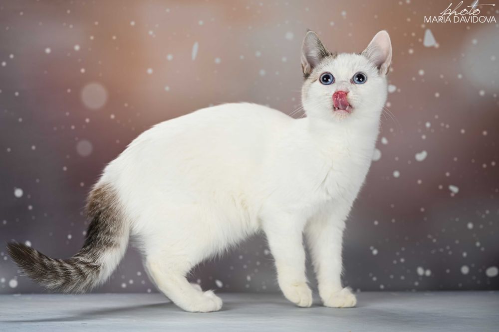 красивый котенок манчкин лонг