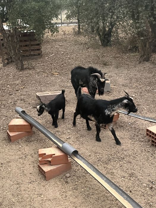 Cabra Anã + Cabrito