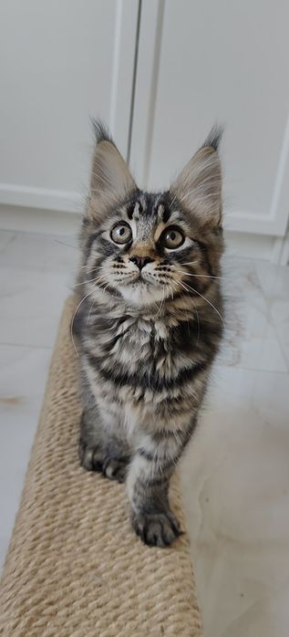 Maine coon rodowód FPL