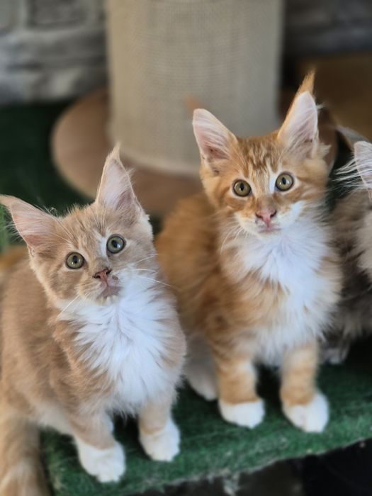 Kot Maine coon po sterylizacji- kastracji Gotowy do odbioru