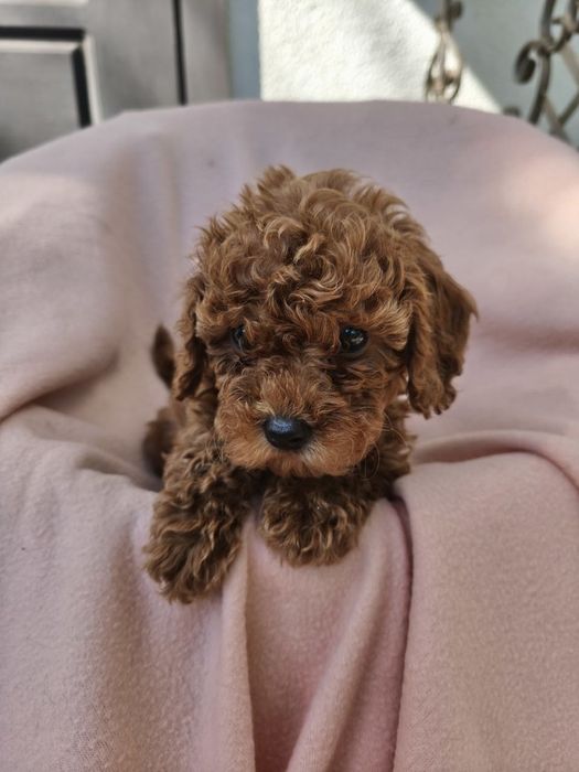 Той-пудель КСУ — хлопчики та дівчатка