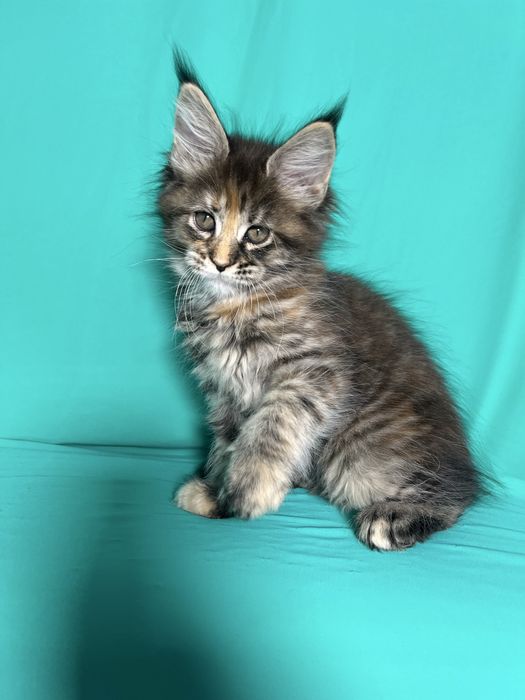 Мейн-Кун красуні дівчата