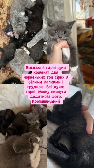Віддам кошенят безкоштовно народженні на паску