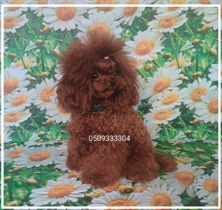 ‼️Мальчик в разведение Китай ‼️