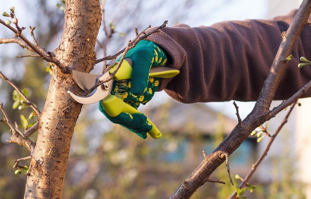 Обрізка плодових дерев