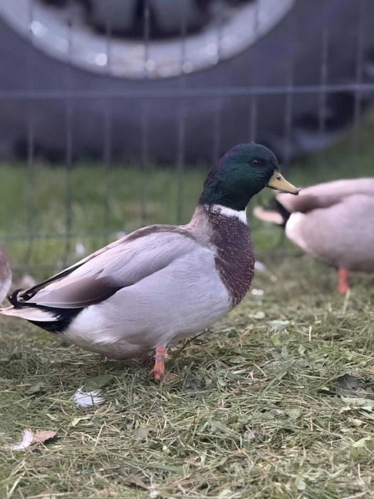 Piękne kaczorki  rasy call duck