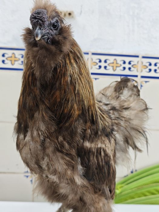 Galos sedosa do Japão