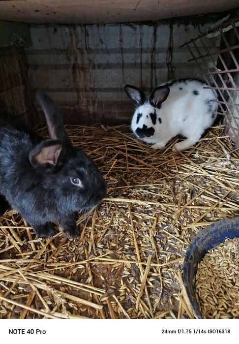 Samiec królika na  sprzedaż