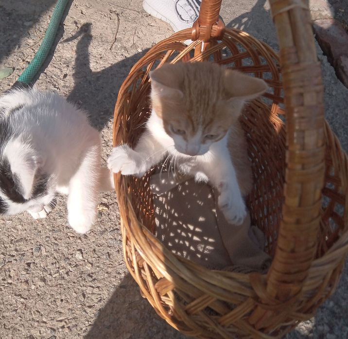 Кошенята, лагідні, гарні, привчені до лотка
