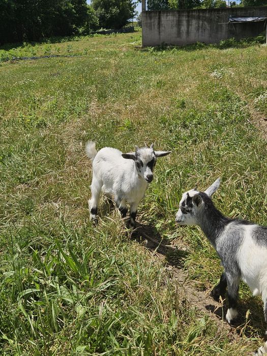 Cabrito macho anão para venda