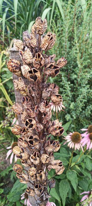 Асфоделіна. залишки з саду.