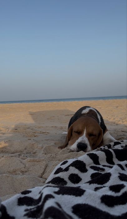 Cão Beagle com 2 aninhos para adoção responsável