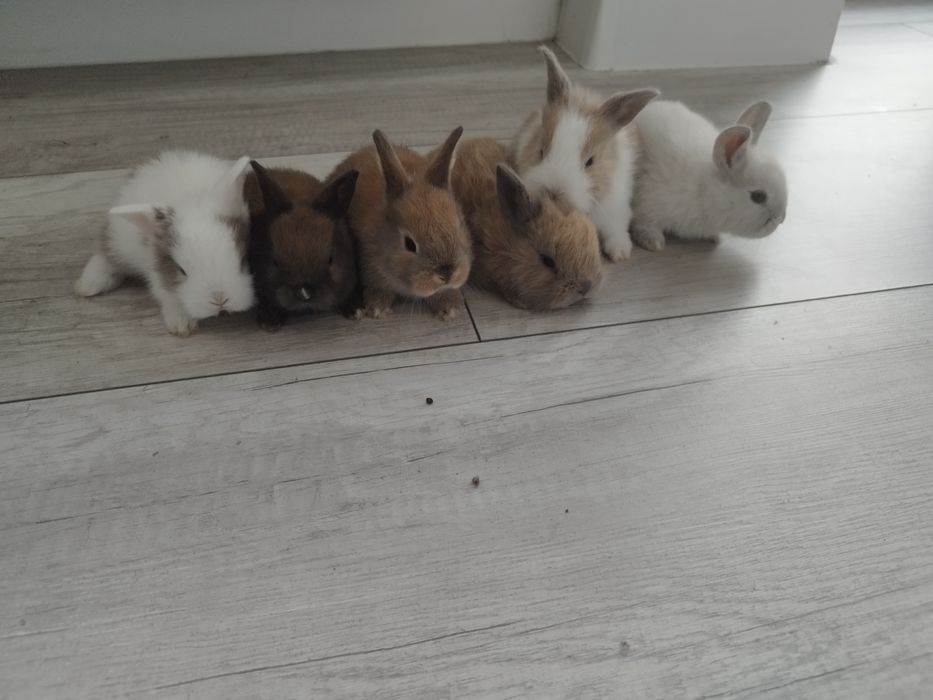 króliki miniaturki