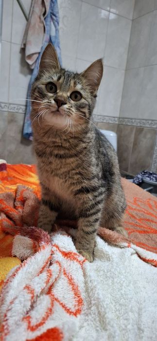 Полосатая котёнок девочка табби ищет дом! Котята в хорошие руки!