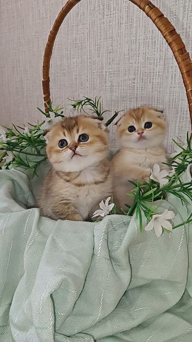 Золотые шиншиллы вислоухие девочка и мальчик