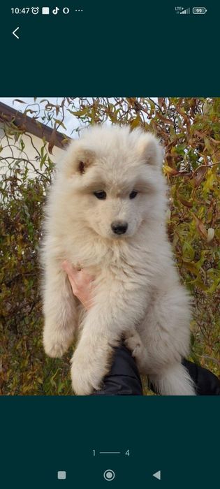 Samoyed uroczy chłopiec