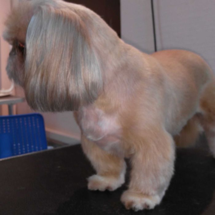 Алексеевка Стрижка котов и собак, Недорого!возможен выезд к Вам на дом