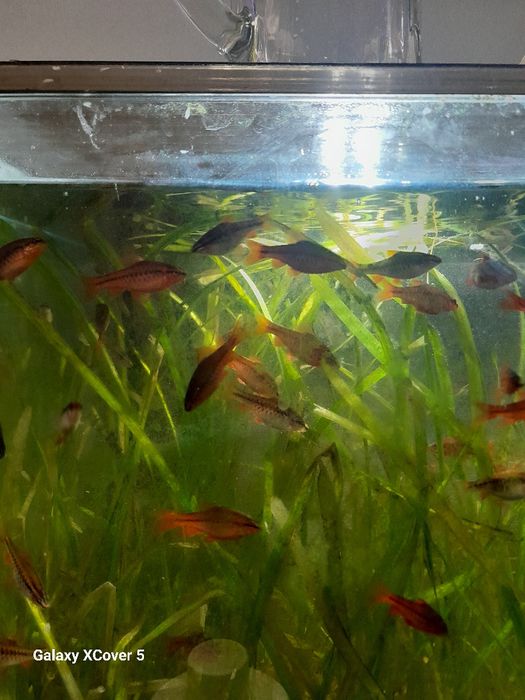 Brzana wysmukła (Titeya)